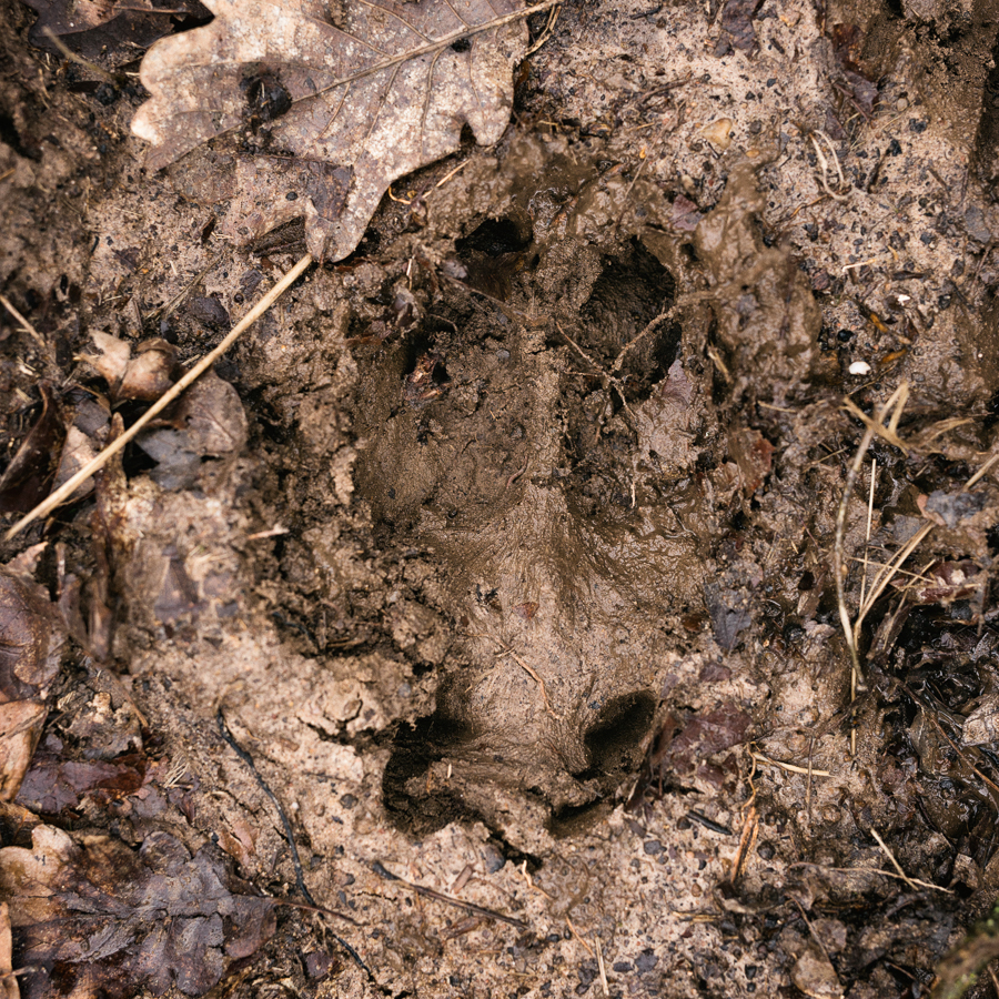 The Hunters 21