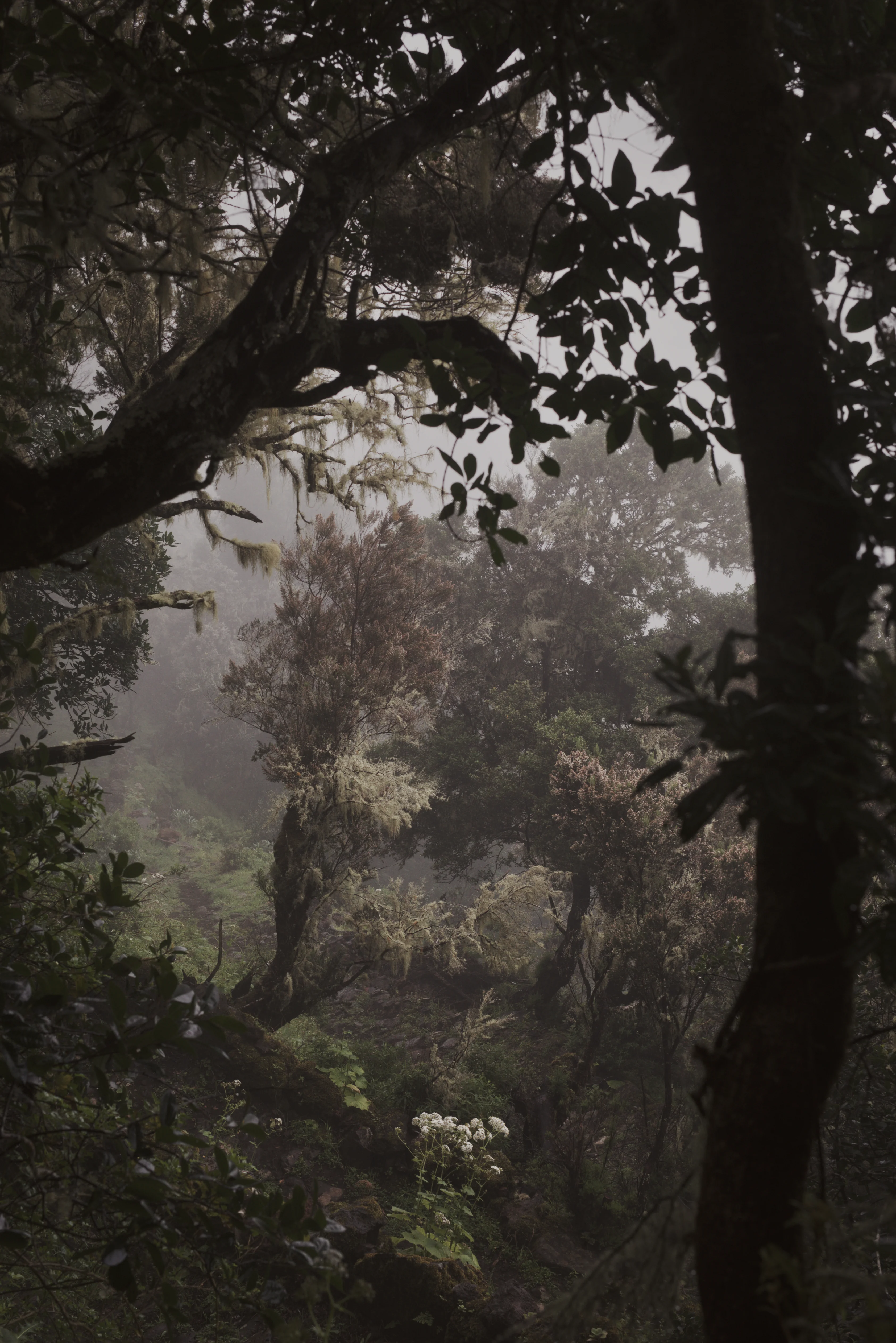 Trees 9