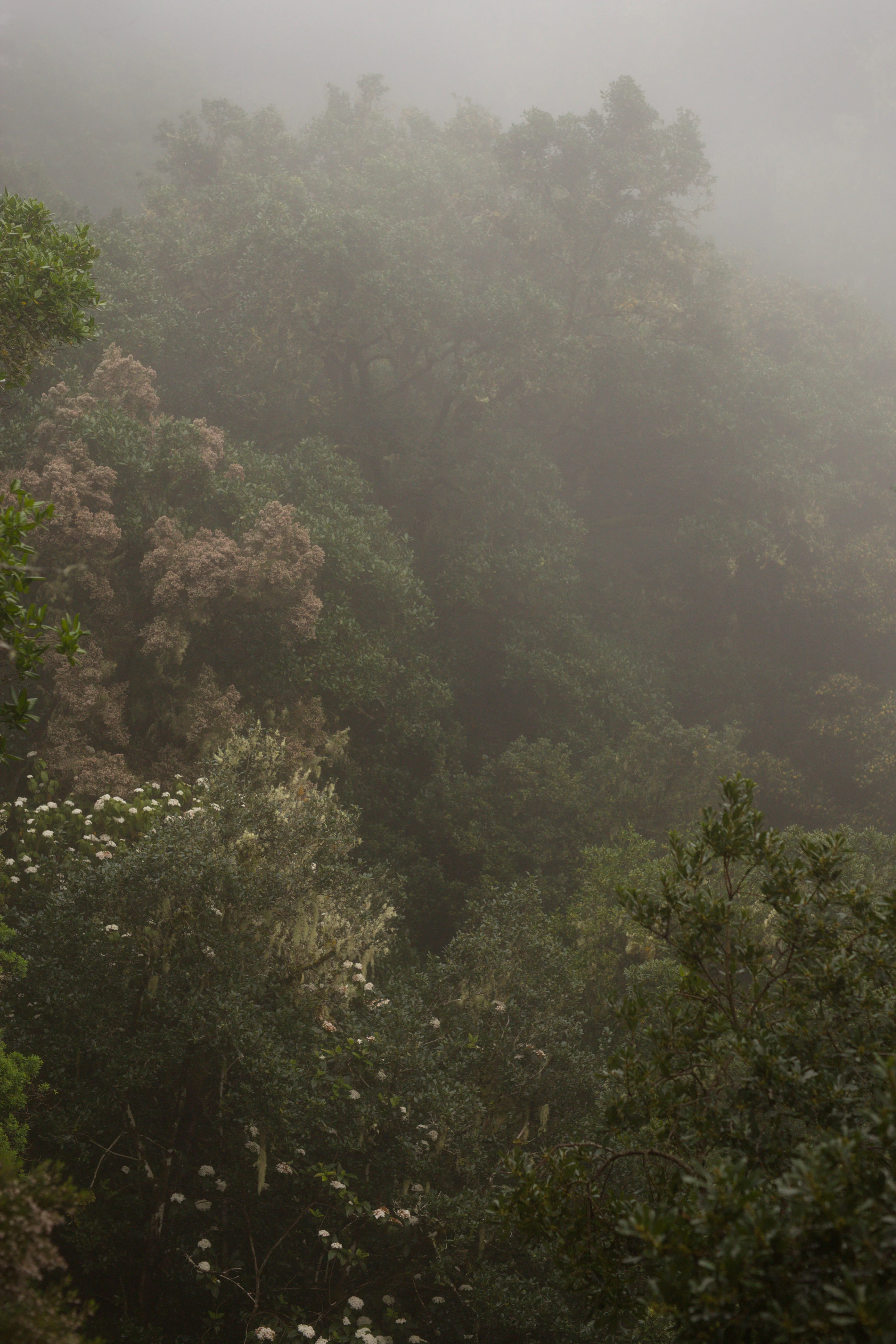 Trees 7