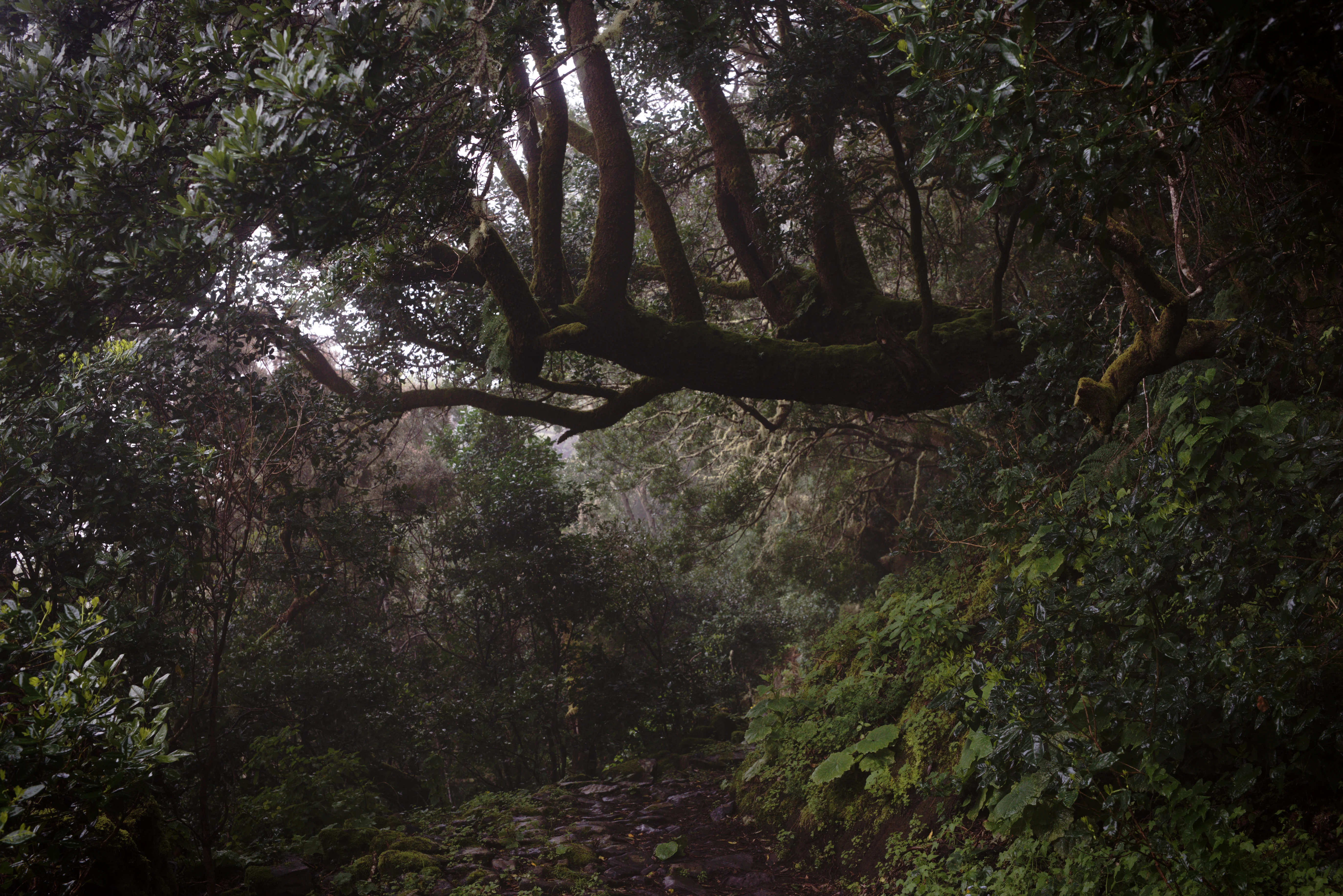 Trees 3