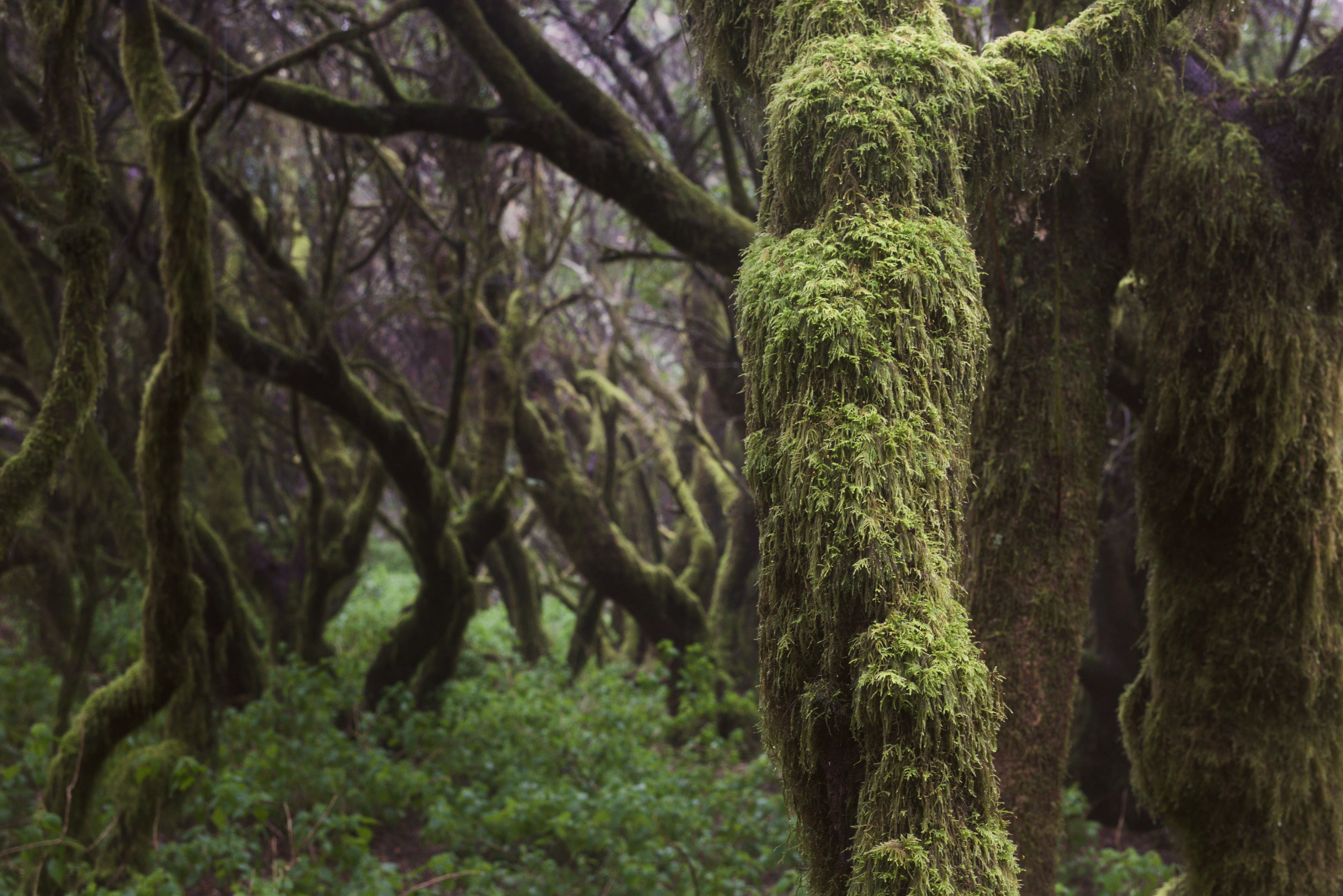Trees 4