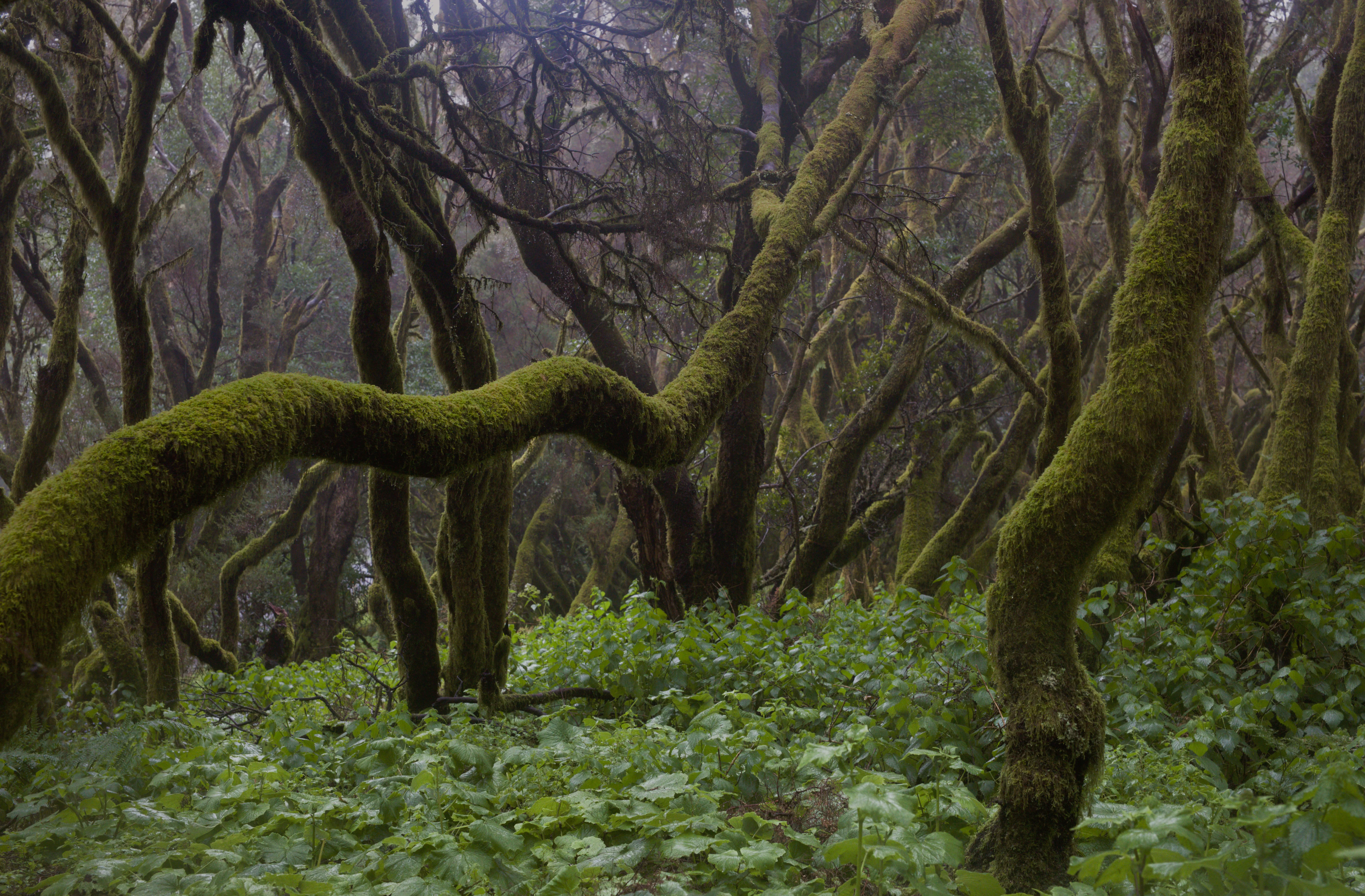 Trees 6