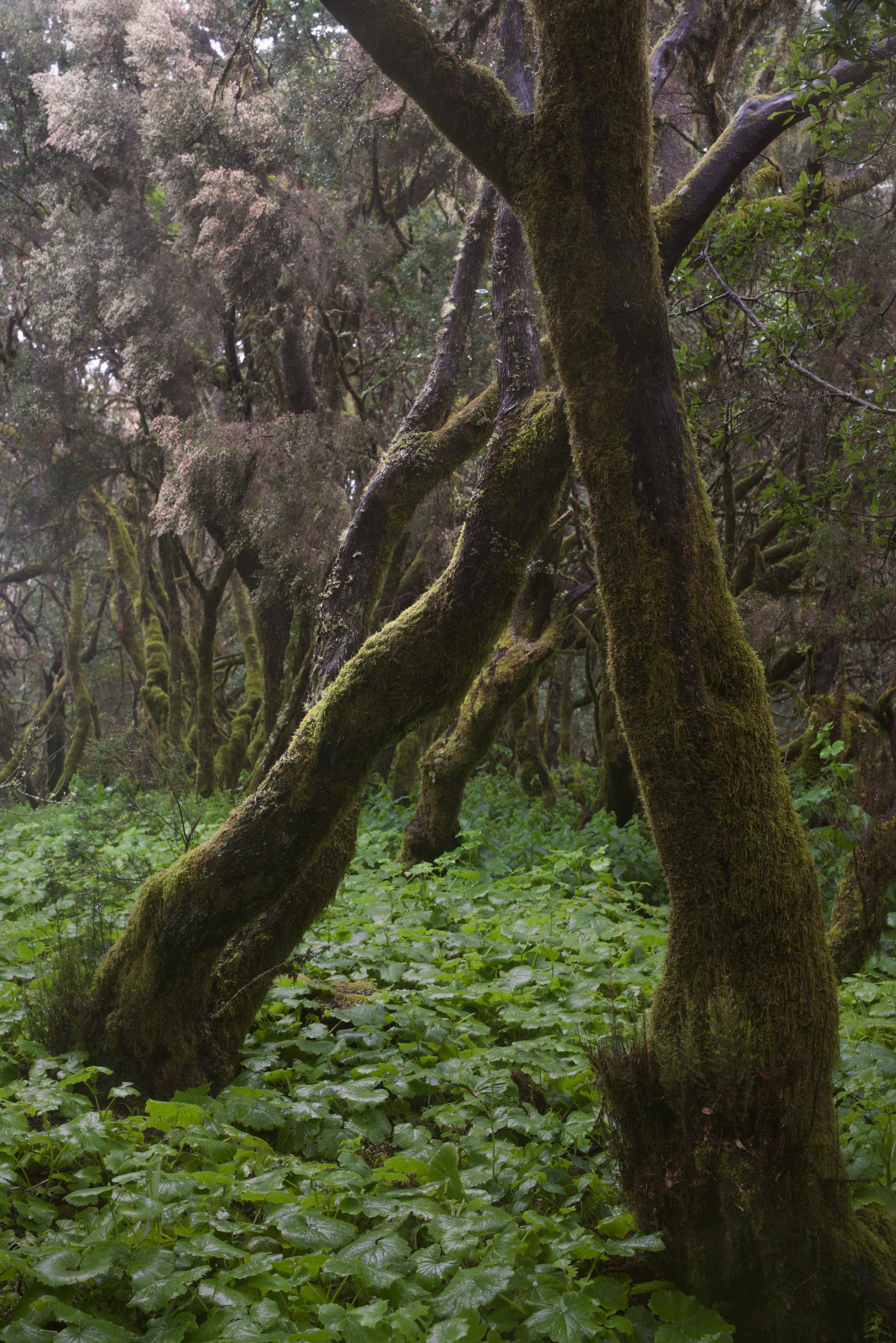 Trees 5