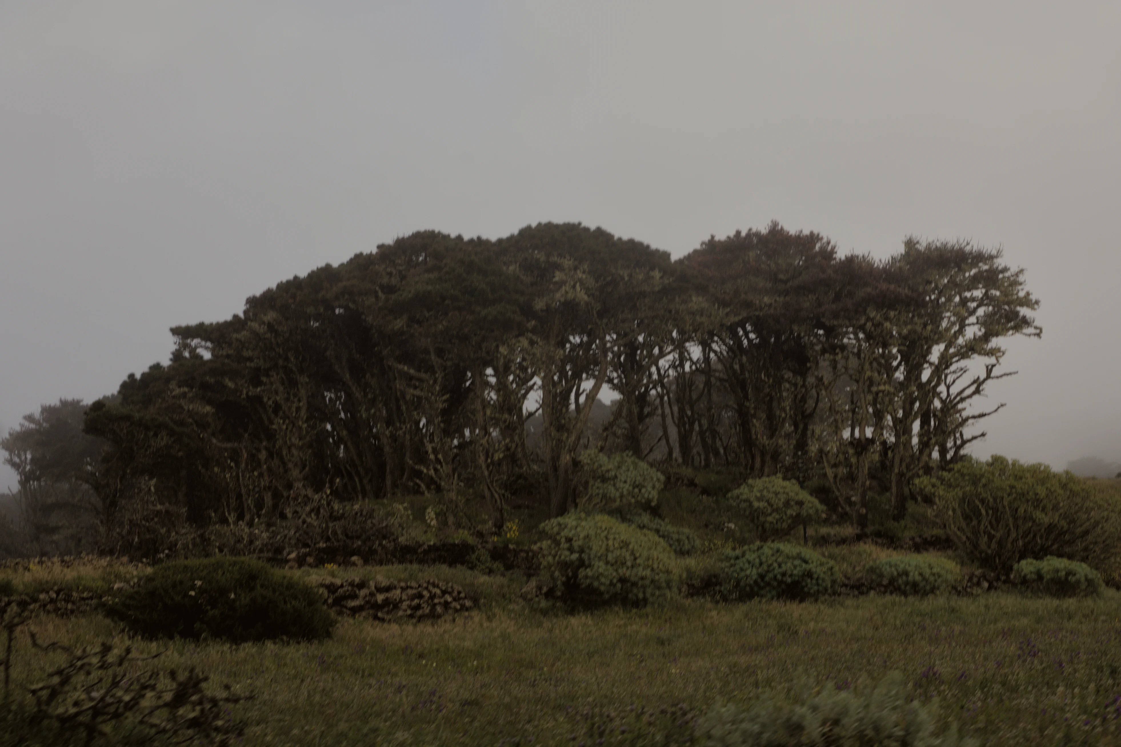Trees 2