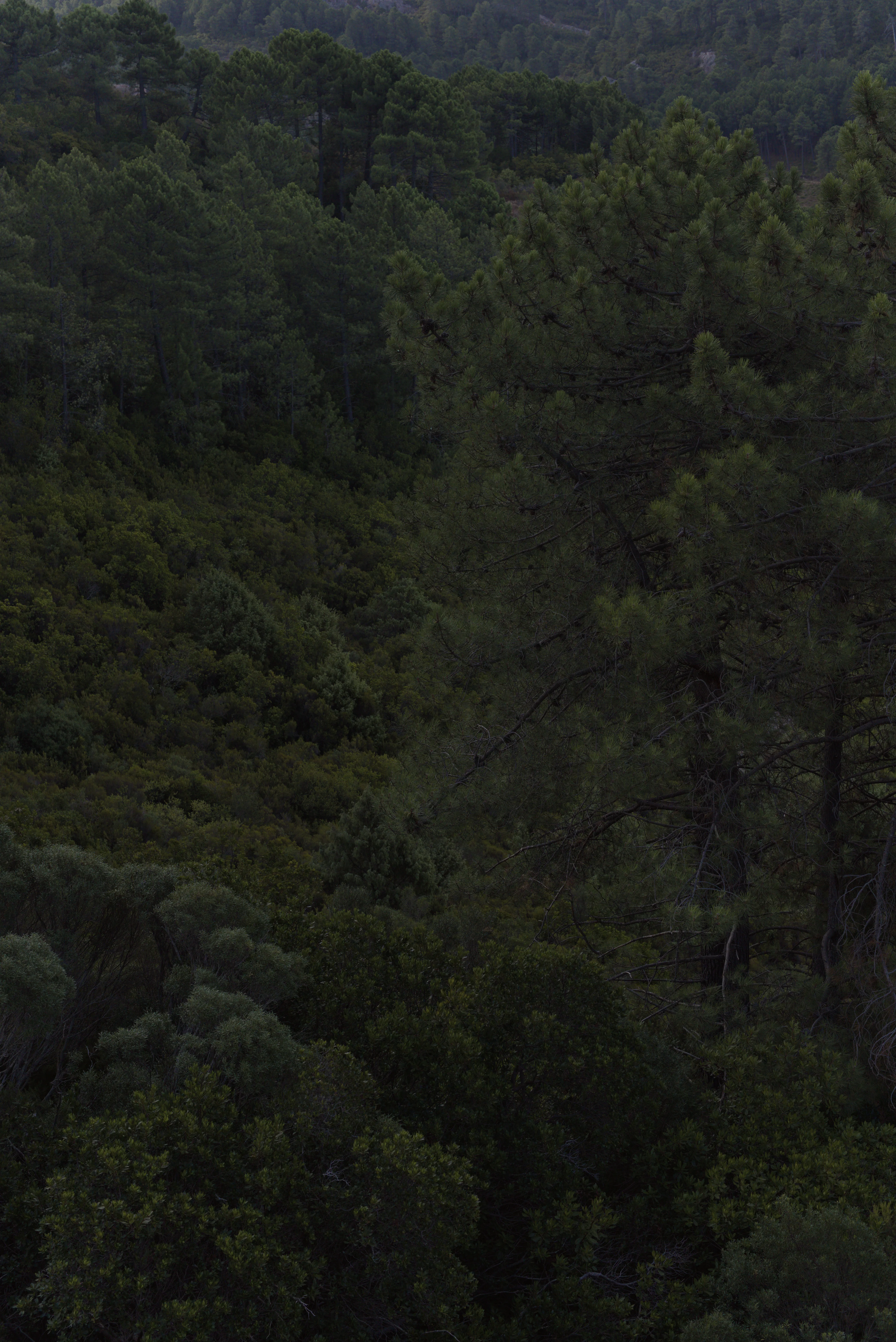 Trees 8